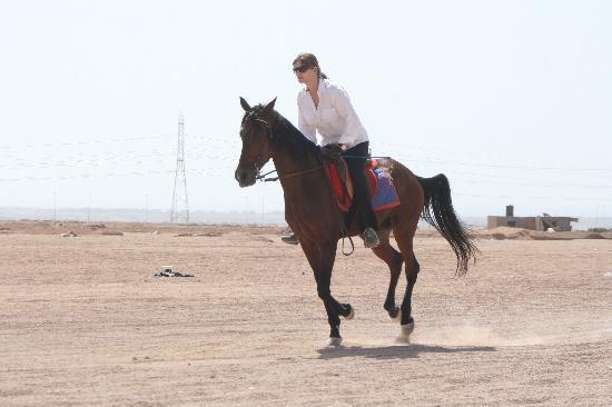 Tour a Cavallo nel deserto Sinai