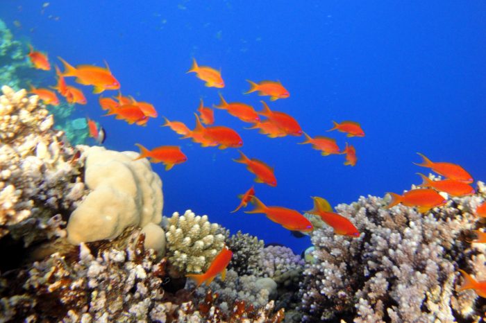 Immersioni Sharm El Sheikh