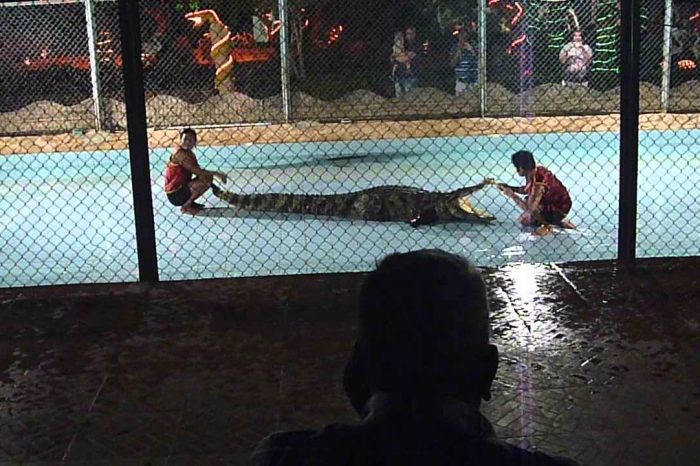 Lo spettacolo die crocodilo Sharm el Sheikh