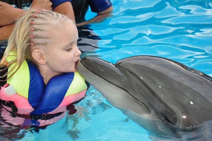 nuotare con delfini a sharm el sheikh